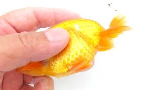DSCF5774