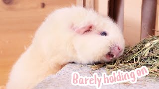Dramatic Guinea Pigs