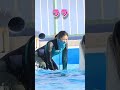 激闘水合戦「シャチvsトレーナー」 #Shorts #鴨川シーワールド #シャチ #kamogawaseaworld #orca #killerwhale
