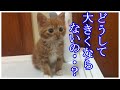 【仰天】「どうして大きくならないの？」保護した子猫の体は明らかに小さいまま・・・。一体、何故？【珍しい話】