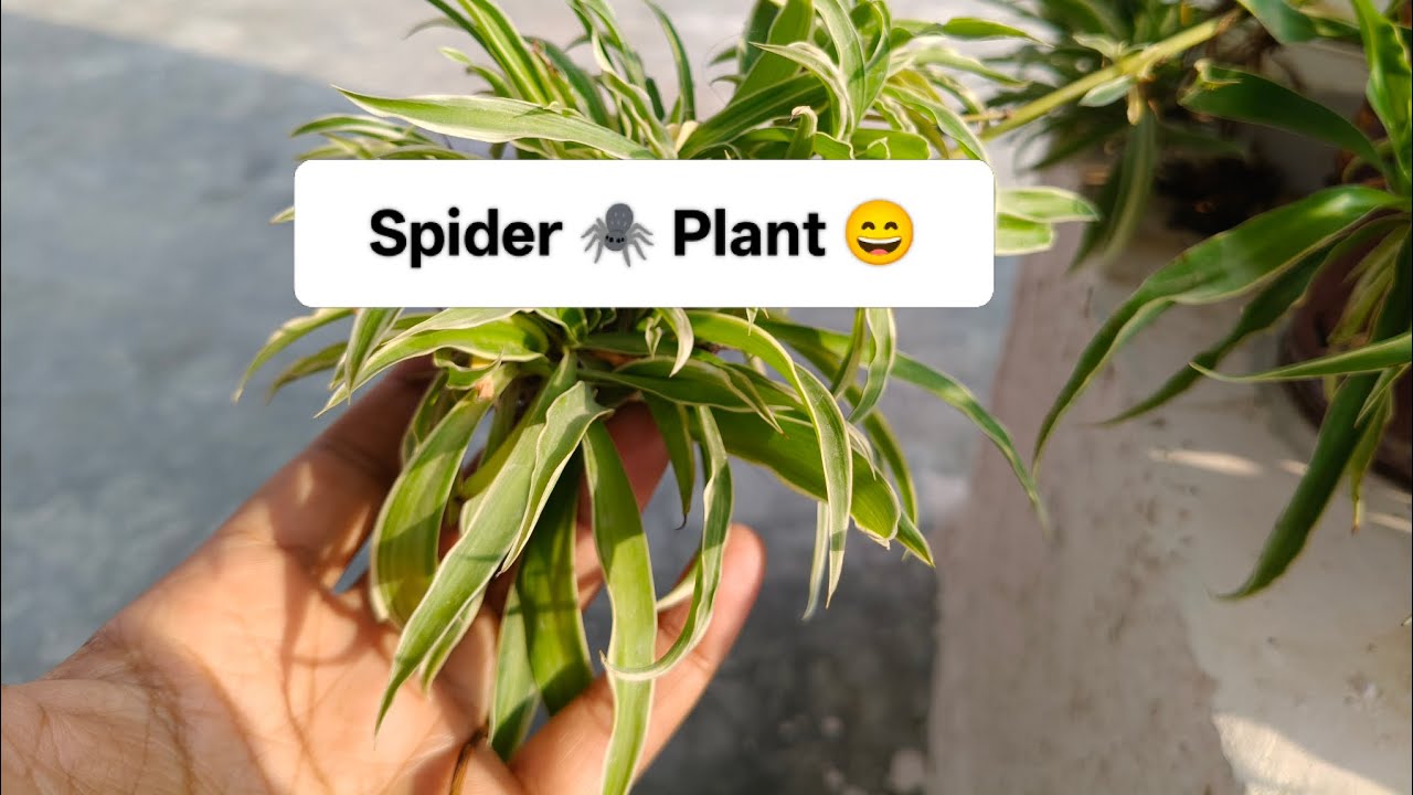 Spider Plant care in winter 