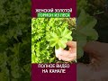 МАНЖЕТКА — от СТРЕССА, КЛИМАКСА и спасение при ПМС - ЖЕНСКАЯ ТРАВА #shotrs #травы #женскоездоровье