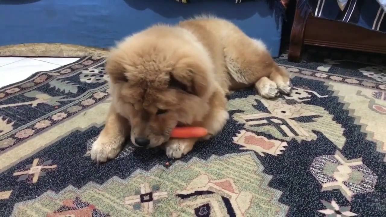 Image result for chow chow eat