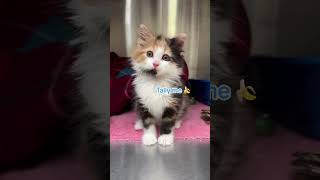 Find a Furry Sidekick during National Adoption Week!