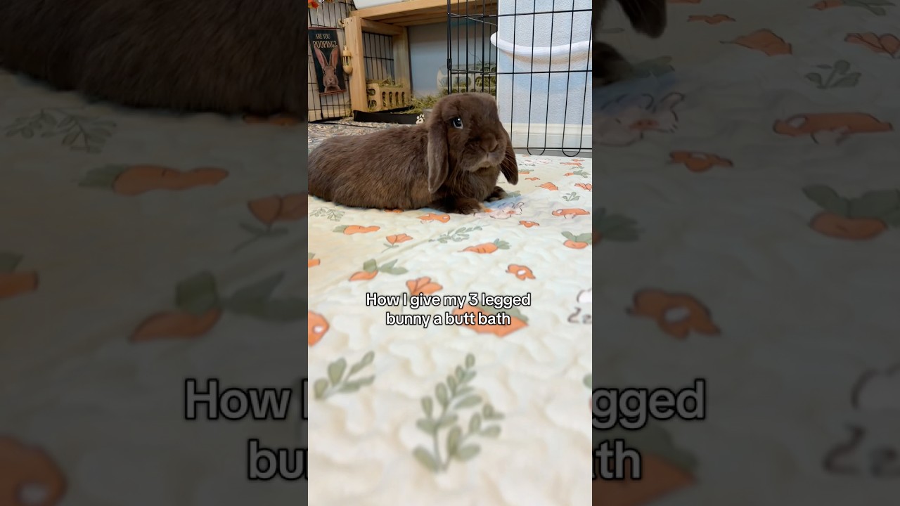 Как искупать кролика. 🐰