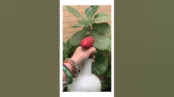 Bình tưới cây tự động pin Spear & Jackson (UK) 2 chế độ : Phun sương & Tia xịt  - ☎️ : 0918121454 ☘️