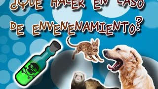 ¿Que hacer en caso de envenenamiento? |Enfermedades de las mascotas| (Intoxicación)