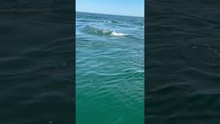 Squid getting chased by stripers off of Nantucket.