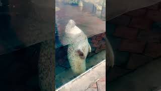 Spotted seal #shorts #trendingshorts #shortsfeed #reels #christmas