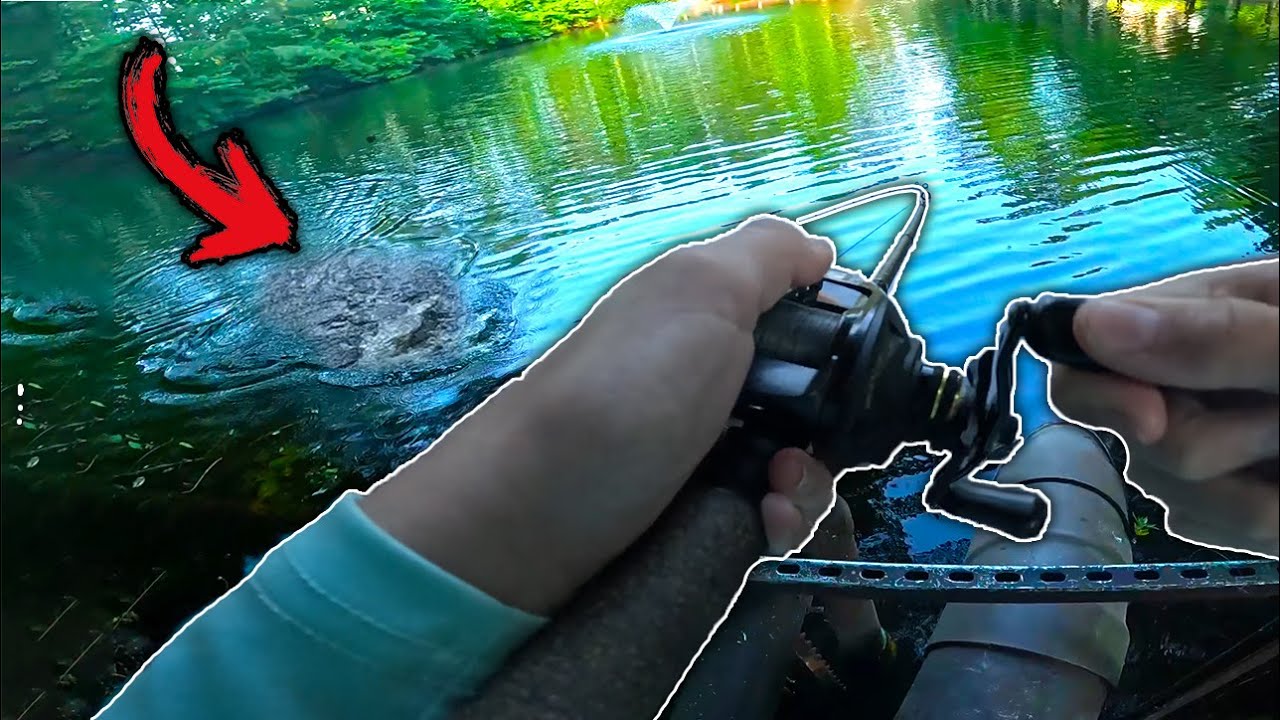 TOPWATER FISHING for MEGA BASS! (Pond Fishing)