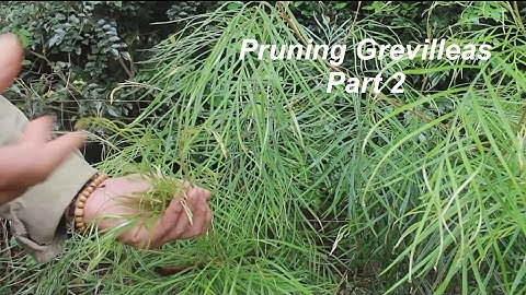 Pruning Grevilleas Part 2