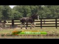 Tennessee Clydesdale Horse Ranch - America's Heartland