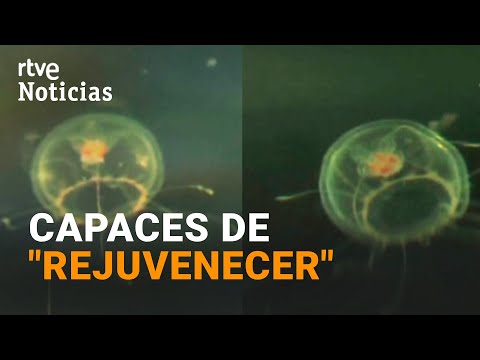 MEDUSA INMORTAL: El estudio de su GENOMA daría RESPUESTAS en la lucha CONTRA LA VEJEZ | RTVE