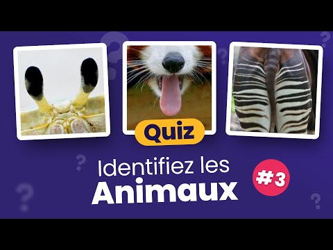 QUIZ : Devinez