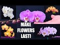 Orchid Care for Beginners - How to make Phalaenopsis Orchid flowers last longer