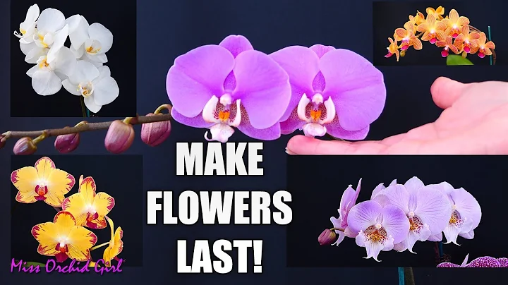 Orchid Care for Beginners - How to make Phalaenopsis Orchid flowers last longer - DayDayNews
