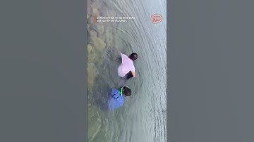 #shorts ĐÀ NẴNG GIẢI CỨU CÁ HEO NẶNG 200KG KIỆT SỨC TẤP VÀO CẦU CẢNG