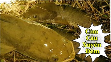 Cuộc sống miền tây-Cắm câu cá lóc xuyên đêm|| Minh Phạm TiVi #fishing #cắmcâucálóc #batca