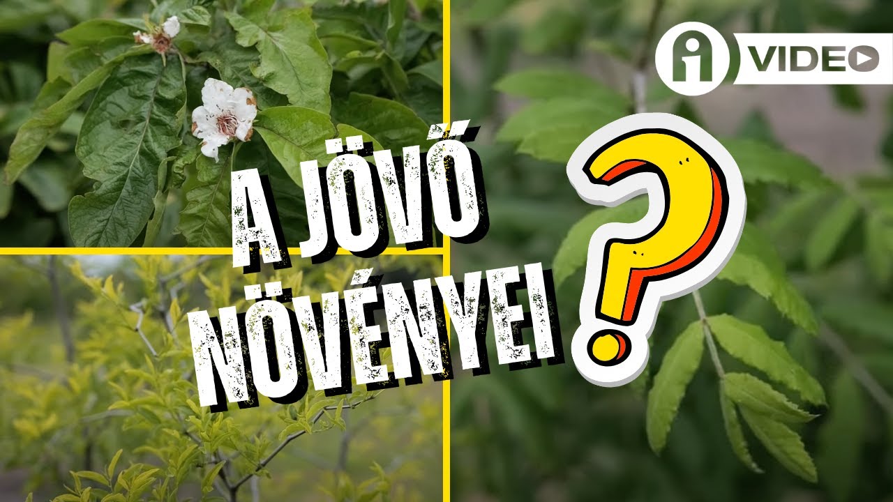 Gránátalma, berkenye, fanyarka – De tényleg bírják a telet?