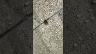 cockroach #cockroach #cockroachviral #youtubeshort
