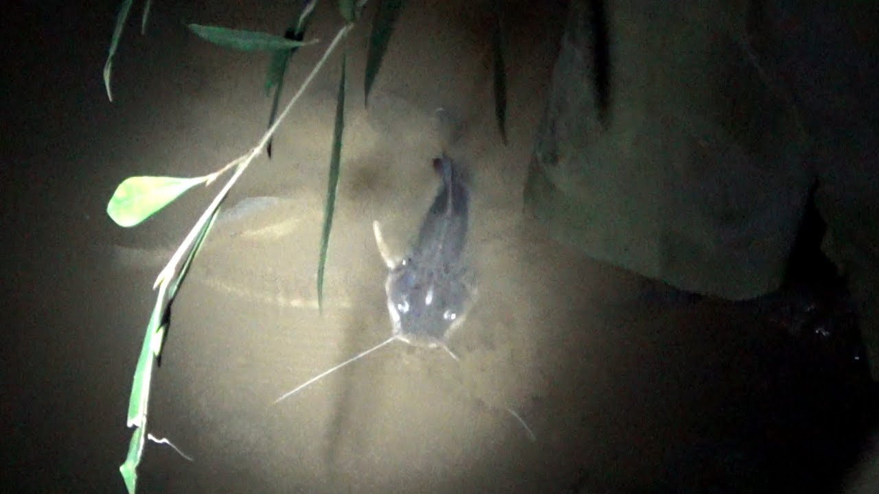 Peristiwa Paling Mengerikan..!! Di Duga Gara Gara Limbah Jutaan ikan Tibatiba Mabok Seketika