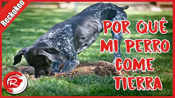 ¿Qué es un perro de tierra?