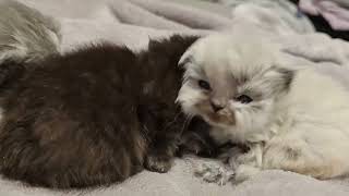 Day 18. Kittens A,B & C. 04.19.2024. by Tomsel Travels 36 views 1 month ago 1 minute, 5 seconds