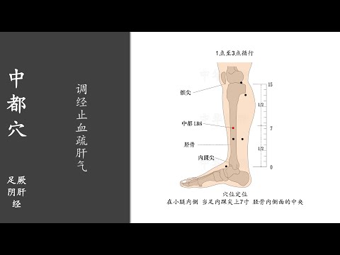 人体穴位297：中都：调经止血疏肝气，用拇指按揉中都穴100～200次，每天坚持，能够治疗小腹痛 20220327