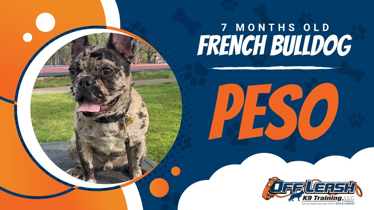 Are French Bulldogs Good Off Leash