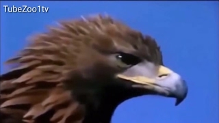 Eagle and Falcon attacks