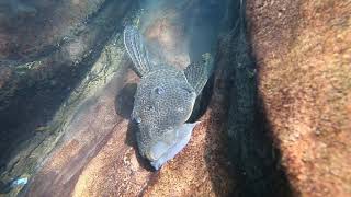 Formoso Pleco (Hypostomus Sp. Rio Formoso) Formoso Pleco (Hypostomus Sp. Rio Formoso)