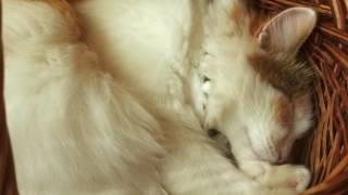 Как спят кошки! Смешное видео! Кошка спит - она устала Как спят кошки! Смешное видео! Кошка спит - она устала
