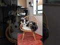 #犬と二人暮らし #会社員 #ボーダーコリー #犬のいる生活 #vlog