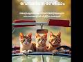 #cat #summer #trending #malayalam