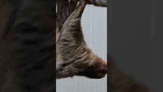 Sloth walking on a rope @JudgeENZA