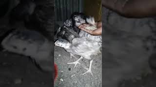 Malezi ya Kuku Kuchi