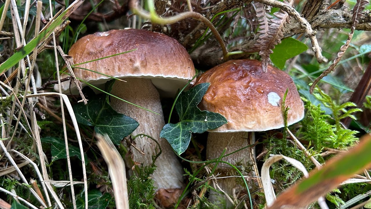 Se va animando!!!! Boletus edulis a 10 de octubre de 2025
