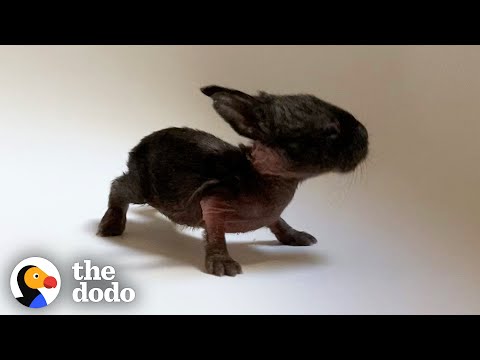 This Is The Tiniest Baby Bunny In The World | The Dodo Little But Fierce