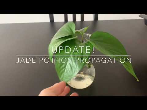 Plant Update Jade Pothos Propagation ジェイドポトスの水耕栽培 その後 Youtube Plant Update Jade Pothos Propagation ジェイドポトスの水耕栽培 その後 Youtube