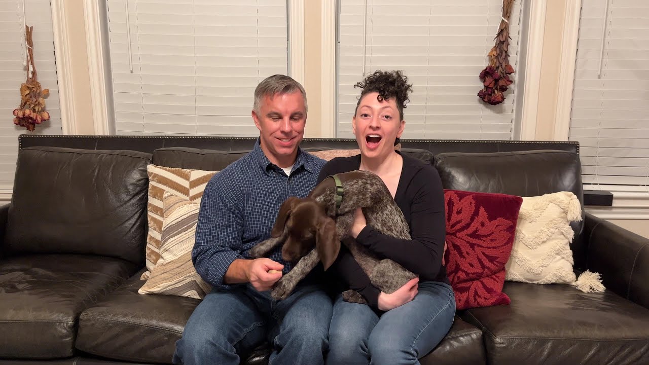 Archie the German Shorthaired Pointer Holiday 2025 Update