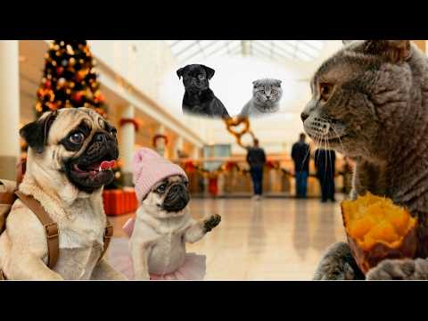 【大事件】パグ、目を離した一瞬に…黒パグはどこに？！楽しいクリスマス準備になるはずが…🎅