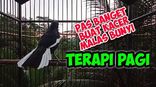 terapi kacer pagi dan sore hari