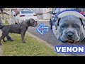 VISITANDO LOS GRANDES DPK VENON MONSTRO AZUL | Dragons Pit Kennel