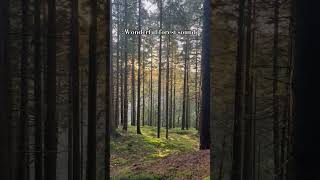 Wonderful forest sound, birdsong #nature #slowtv #sleepaid
