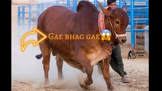 Qurbani Ke Liye Cow Le Limandi Ka Khoobsurat Janwar Bakra Eid 2024 Cow Vlog