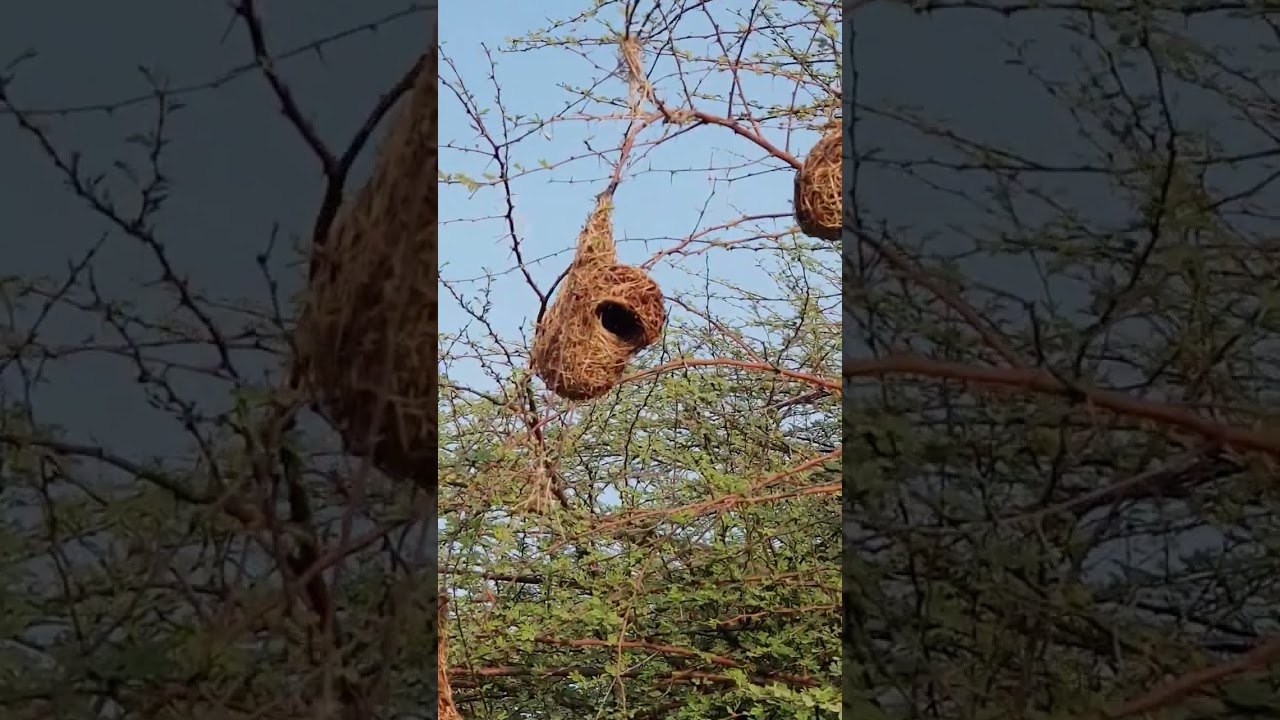 Rüppell's weaver in Djibouti. Чернолобый ткач Рюппеля.