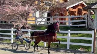 Morgan Gelding For Sale Fire Run Capische