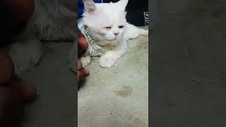 😺😺🐈 #cat #immu #subscribe #cute #shortsfeed 😺🐈