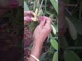 Pollination Of Vanilla Flowers