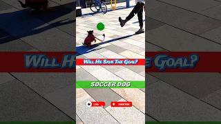 Man vs Dog In London 🐕 Football / Soccer Dog #shorts